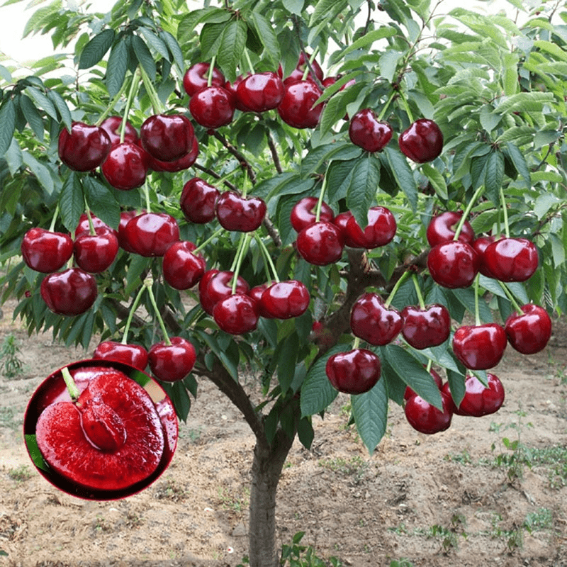 Cherrioxy™️Rainier Cherry Fruit Seeds (100 gms)